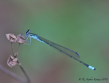 Enallagma divagans, male